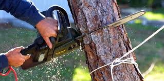 Best Arborist Consultation Services  in Wtell, LA