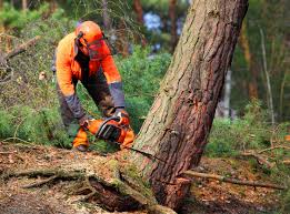 Best Tree Health Inspection  in Wtell, LA