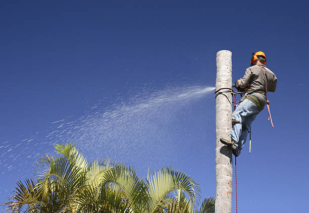  Wtell, LA Tree Services Pros