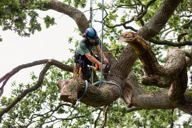 Best Seasonal Cleanup  in Wtell, LA