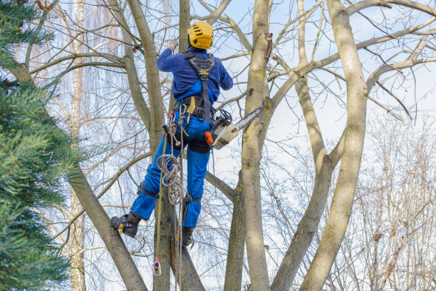 Best Hazardous Tree Removal  in Wtell, LA