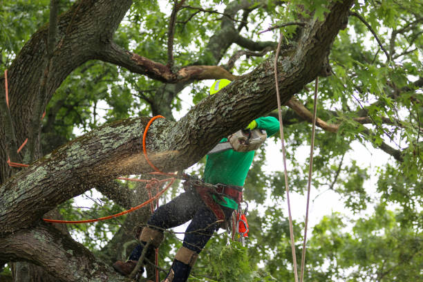 Seasonal Cleanup in Lawtell, LA