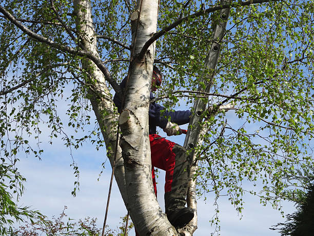 Professional Tree Services in Lawtell, LA