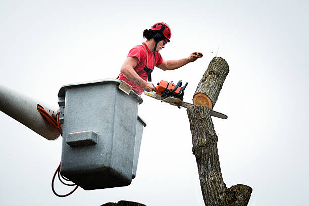 Best Tree Risk Assessment  in Wtell, LA