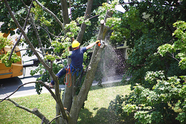 How Our Tree Care Process Works  in  Lawtell, LA