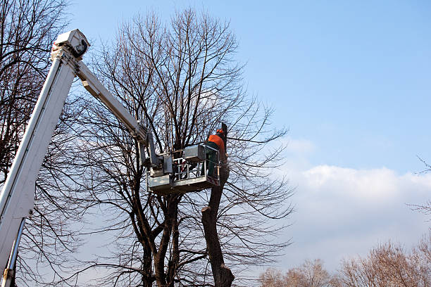 Best Tree Mulching  in Wtell, LA