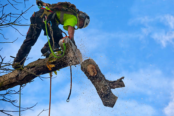 Best Commercial Tree Services  in Wtell, LA